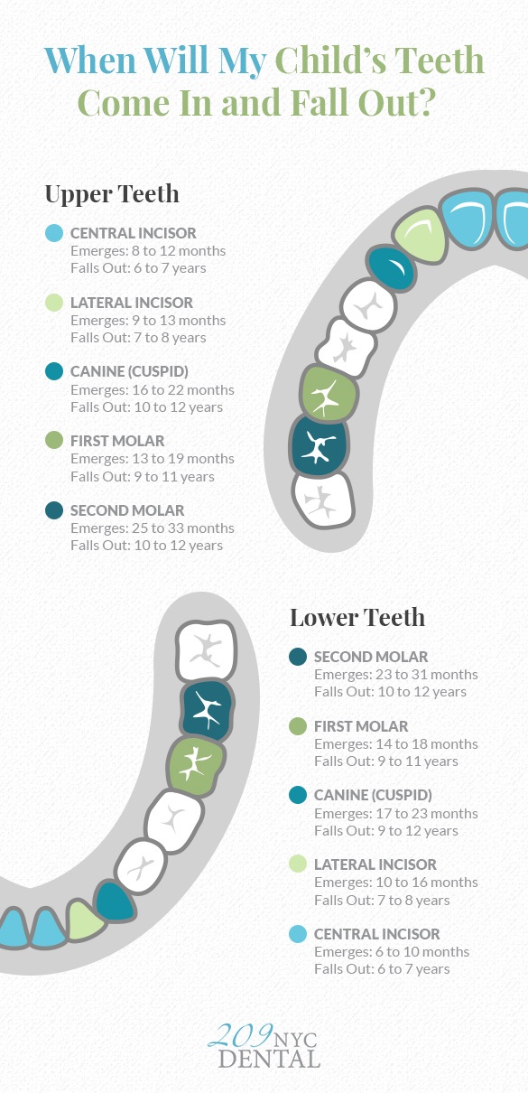 An infographic discussing when a child’s teeth typically fall out